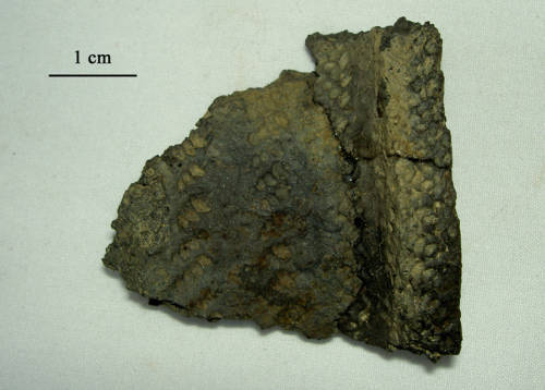 109-1207-6489 Pottery Rim (Owasco Corded Horizontal).jpg