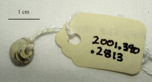 44-390-2813 (a) Trade Bead.jpg