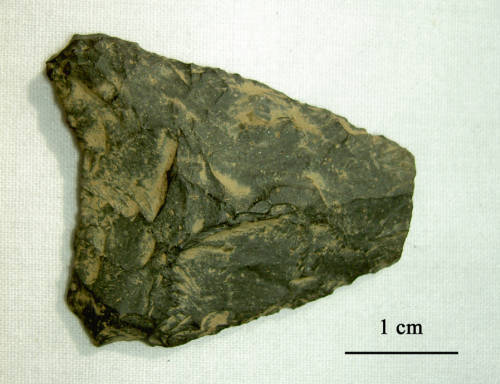27-216-1925 Levanna PP.jpg