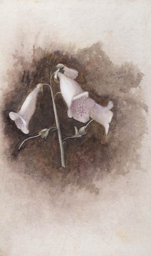 fox glove.jpg