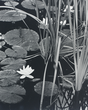 WAAM-1985-21-12-Rohland-Water Palnts.jpg WAAM-1985-21-12-Rohland-Water Palnts.jpg